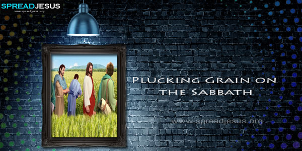 Plucking Grain on the Sabbath