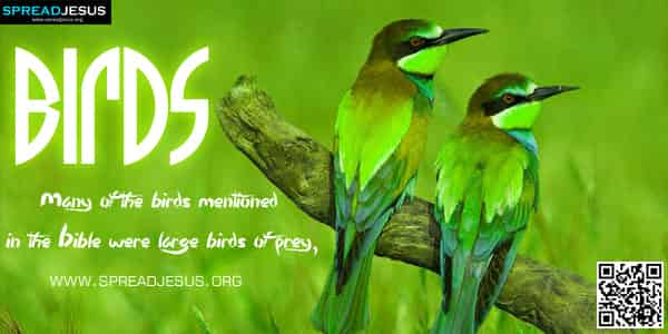 Biblical Definition Of BIRDS